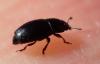 Meligethinae inconnu